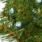 30" Cool White LED Memory-Shape® Norwood Fir Wreath